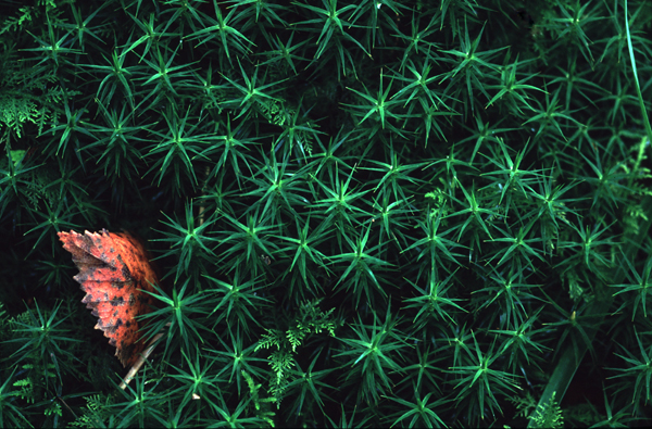 Leaf Peeping, Inversnaid, Scotland (2004)