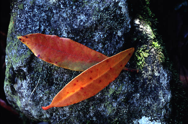 Two Leaves, Loch Katrine, Trossachs National Park, Scotland (2004)