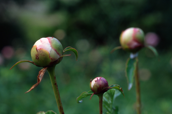 Peony Buds, Gilsland Farm, Falmouth, Maine (2006)
