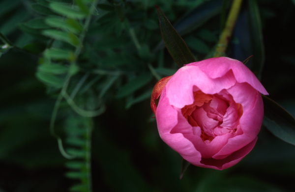 Peony Opening, Gilsland Farm, Falmouth, Maine (2006)