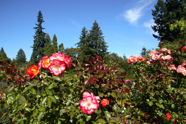 International Rose Test Garden, Portland, Oregon (2007)