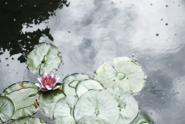 Glowing Lily, Portland, Oregon (2007)
