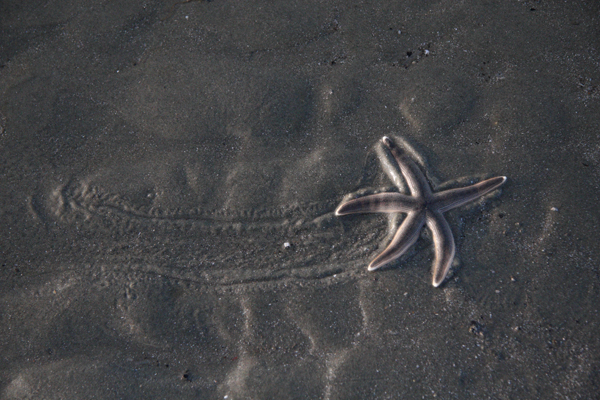 Starfish, Sullivan's Island, South Carolina (2011)
